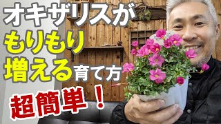 オキザリスの育て方 植え替え 冬越し 夏越し 増やし方 [upl. by Astor49]