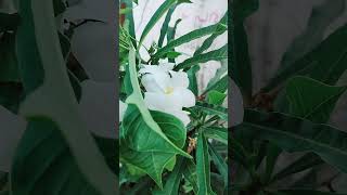 Plumeria Pudica  നാഗ ചെമ്പകം [upl. by Cookie]