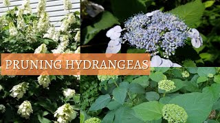 How and When to Prune Hydrangeas H quercifolia H arborescens  H Macrophylla [upl. by Debarath]