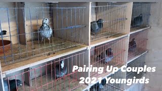 Belgian Racing Pigeons  Pairing Up ALL BREEDING BIRDS For 2021 Youngsters [upl. by Beryl]