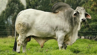 Brahman bulls [upl. by Rowell]