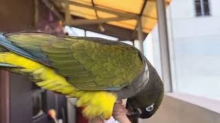 Short duration of Patagonian Conure free flight  5 [upl. by Tioneb]