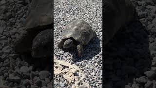 Greek Tortoise making a run for it adventure travel greece athens [upl. by O'Rourke]