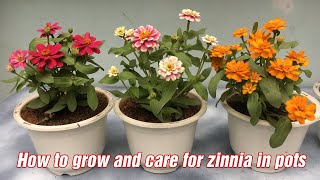 How to grow and care for zinnia in pots [upl. by Niwdla840]