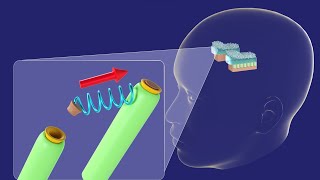 3D Physiology of Utricle and Saccule  Vestibular System  3D Ear Embryology Part 3 [upl. by Etaner]