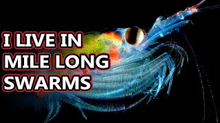 Krill facts the lifeblood of marine ecosystems  Animal Fact Files [upl. by Alleinnad]