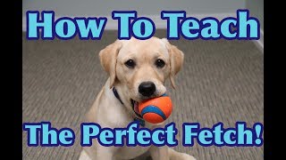 How To Teach Your Dog To FETCH Perfectly Dog Training Tutorial [upl. by Esaertal]