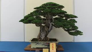 Broadleaf evergreen Bonsai inspiration [upl. by German]