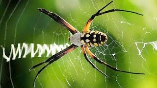 Argiope aurantia quotWriting Spiderquot builds web [upl. by Bazluke]