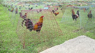 Inside Genius Farm Techniques To Breed Elite Roosters [upl. by Harbison]