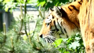 Sibirischer Tiger Amurtiger Big Cat I Tiergarten Zoo Schönbrunn I Die Schönste Größte Katze der Welt [upl. by Gnouv]