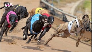 Irish greyhound racing  Track race [upl. by Jerrylee]