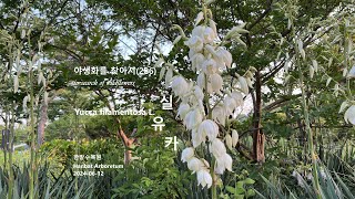 실유카 Yucca filamentosa 야생화를 찾아서286 in search of wildflowers 한밭수목원 Hanbat Arboretum [upl. by Lienahs]