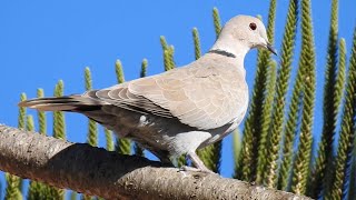 Collared Dove Call Tourterelle turque chant Tortora del collare orientale canto [upl. by Fremont]