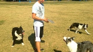 Secret dog training advice Why your Dog Wont Fetch [upl. by Ahsekal]