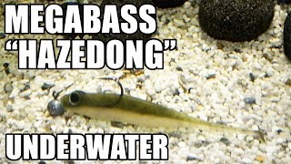 Megabass Hazedong Shad Lure action Underwater Full HD [upl. by Senalda]