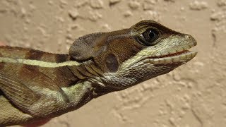 Jesus lizard runs on water brown basilisk [upl. by Annayt]