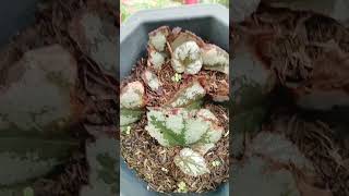 Begonia leaf cuttings propagation in soil plantingtips plantpropagation plantmom [upl. by Kessel607]