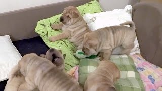 Shar Pei puppies are playing on their bed [upl. by Semreh]