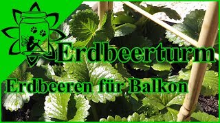 Erdbeeren auf dem Balkon im Topf anbauen  Erdbeerturm  Klettererdbeeren  Garteneinkochfee [upl. by Notyad610]