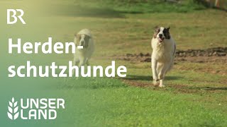 Herdenschutzhunde  Unser Land  BR Fernsehen [upl. by Yanrahs]