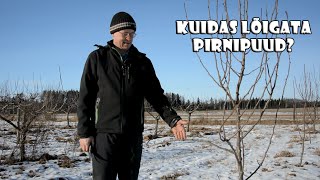 Noore pirnipuu lõikamine [upl. by Granlund680]