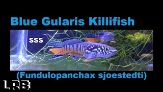 SSS Ep 3 Blue Gularis Killifish Fundulopanchax sjoestedti [upl. by Orford]