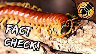 Correcting Coyote Peterson on Centipedes [upl. by Zebulen]