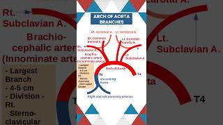 Arch of Aorta Anatomy Key branches Explained Anatomy Cardiology MedicalEducation [upl. by Burkhard]