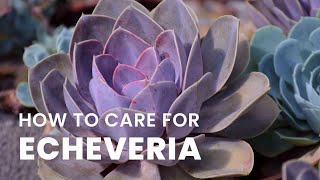 BEST TIPS  HOW TO GROW AND CARE FOR ECHEVERIA PLANT [upl. by Aicul]