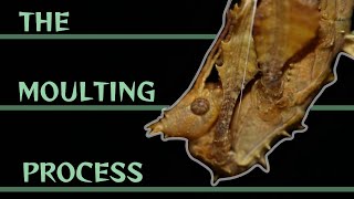 The complete moulting process of Extatosoma tiaratum [upl. by Gentilis]