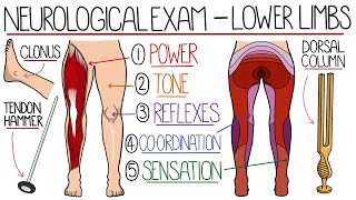 Neurological Examination of the Lower Limbs [upl. by Euqinu279]