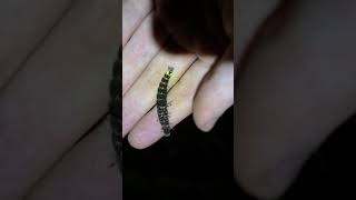 Firefly Larvae [upl. by Anel]