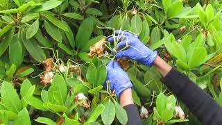 How to Prune Rhododendrons [upl. by Fronniah]