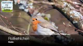 Rotkehlchen Erithacus rubecula vor der Kamera Robin observation [upl. by Palgrave]