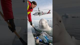 Young volunteers rescue a birthing mother whale and heal the ocean seaanimals [upl. by Beller388]