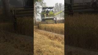 Harvester Machine working😱😱 harvester haryana tech machine diesel engine shorts feed [upl. by Macrae178]