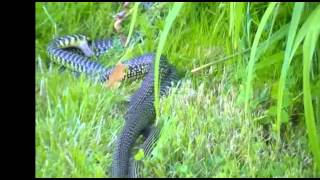 Crazy snakes mating [upl. by Lenni781]