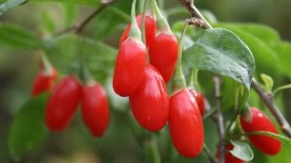 How to Grow Goji Berries  Complete Growing Guide [upl. by Bessie63]