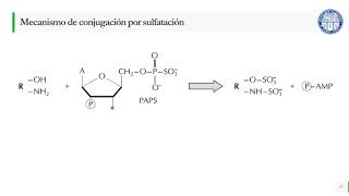 Metabolismo de xenobióticos Biotransformaciones Fase II [upl. by Armond]