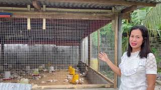 Backyard broiler poultry farm MANUKANG walang amoy Converted Piggery set up [upl. by Arraeis]