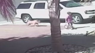 911 Call  Boy saved from attacking dog by hero cat [upl. by Tasiana124]