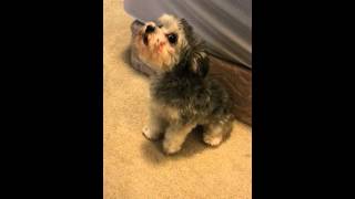 YorkieBichonFrise mix Yoshon howling [upl. by Calida]