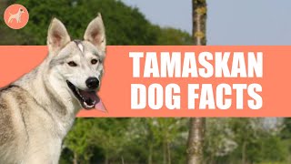 Tamaskan Dog Breed 10 Amazing Facts You Must Know [upl. by Redan]