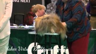 Pekingese Crufts 2016 Limit Dog [upl. by Clemens]