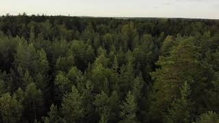 Royalty Free 4k Forest Stock Video Footage  DJI Drone Footage [upl. by Yankee]