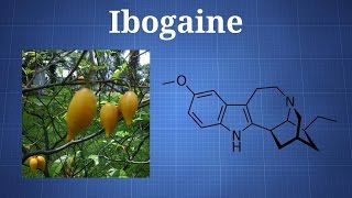 Ibogaine and Iboga What You Need To Know [upl. by Charissa]