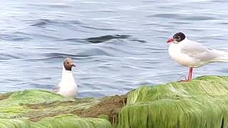 Mediterranean Gull and Black Headed Gull Encounter at Whitley Bay [upl. by Dalpe]