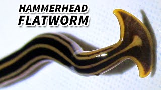 Hammerhead Flatworm Facts They EAT EARTHWORMS  Animal Fact Files [upl. by Nosyk]