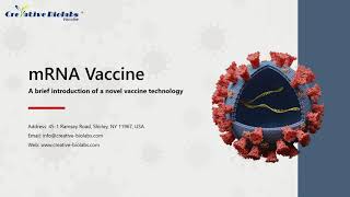 mRNA Vaccine  Creative Biolabs [upl. by Corell814]